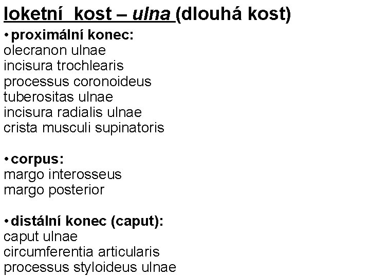 loketní kost – ulna (dlouhá kost) • proximální konec: olecranon ulnae incisura trochlearis processus