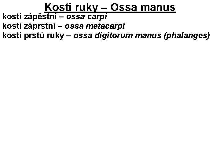 Kosti ruky – Ossa manus kosti zápěstní – ossa carpi kosti záprstní – ossa