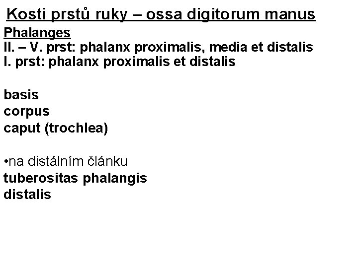 Kosti prstů ruky – ossa digitorum manus Phalanges II. – V. prst: phalanx proximalis,