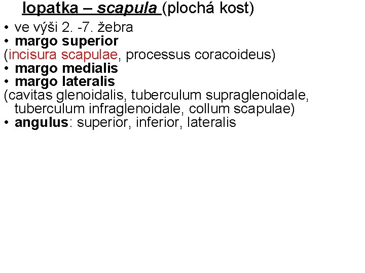 lopatka – scapula (plochá kost) • ve výši 2. -7. žebra • margo superior