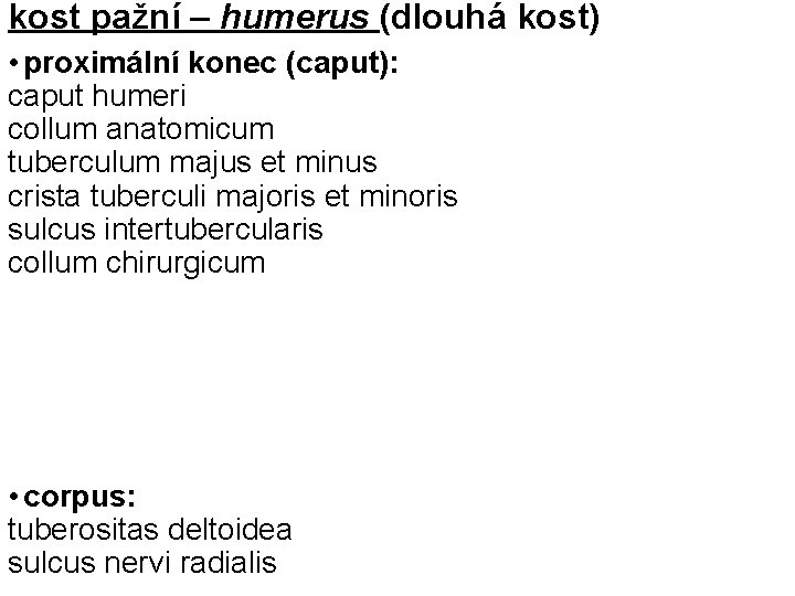 kost pažní – humerus (dlouhá kost) • proximální konec (caput): caput humeri collum anatomicum