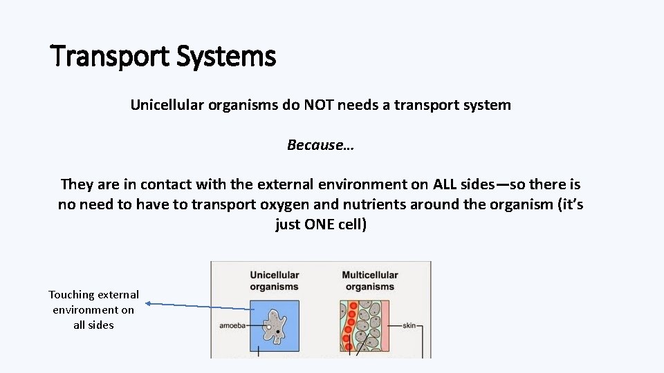 Transport Systems Unicellular organisms do NOT needs a transport system Because… They are in