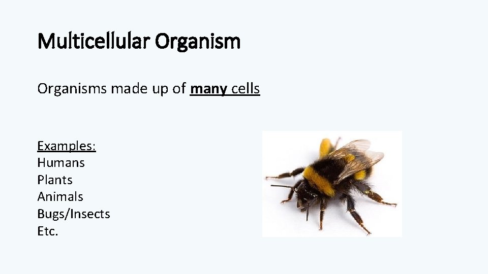 Multicellular Organisms made up of many cells Examples: Humans Plants Animals Bugs/Insects Etc. 