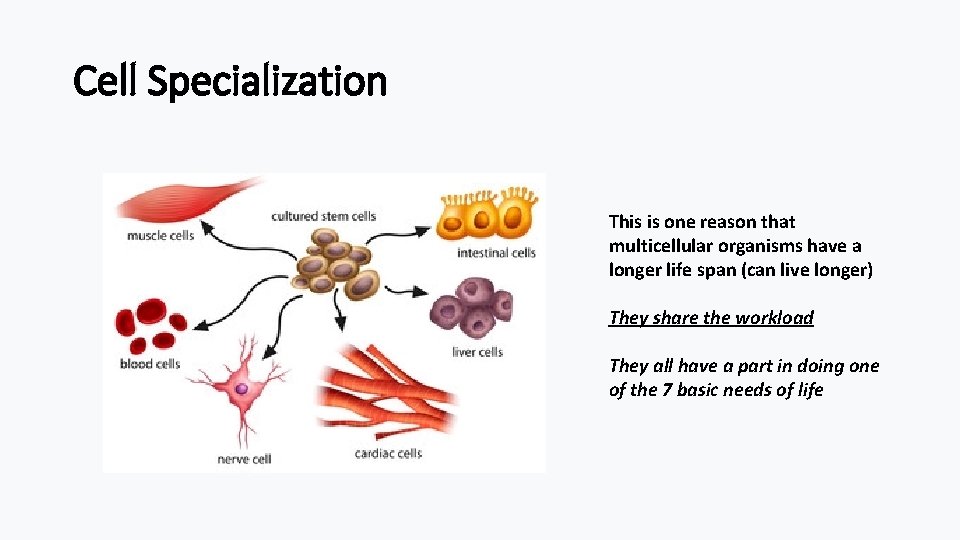 Cell Specialization This is one reason that multicellular organisms have a longer life span