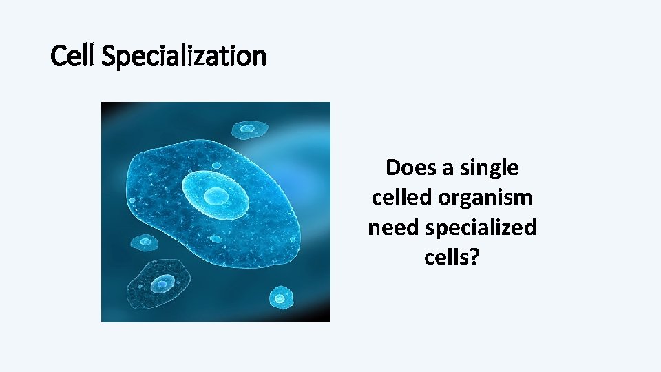 Cell Specialization Does a single celled organism need specialized cells? 