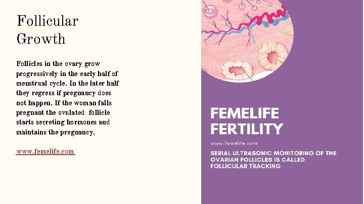 Follicular Growth Follicles in the ovary grow progressively in the early half of menstrual