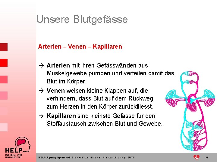 Unsere Blutgefässe Arterien – Venen – Kapillaren à Arterien mit ihren Gefässwänden aus Muskelgewebe