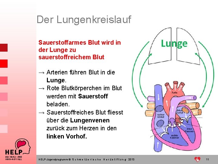 Der Lungenkreislauf Sauerstoffarmes Blut wird in der Lunge zu sauerstoffreichem Blut → Arterien führen