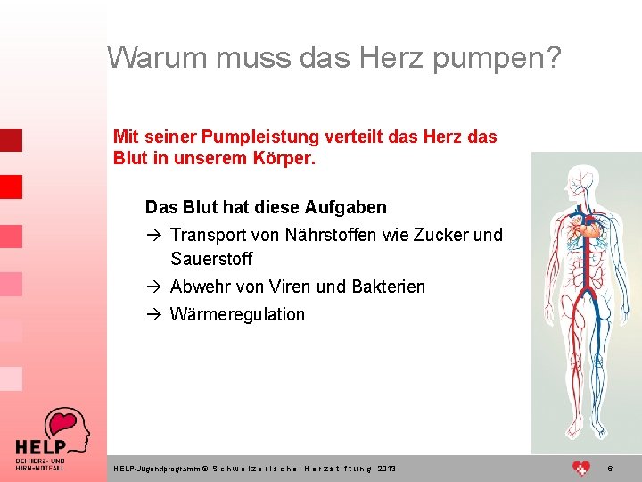 Warum muss das Herz pumpen? Mit seiner Pumpleistung verteilt das Herz das Blut in