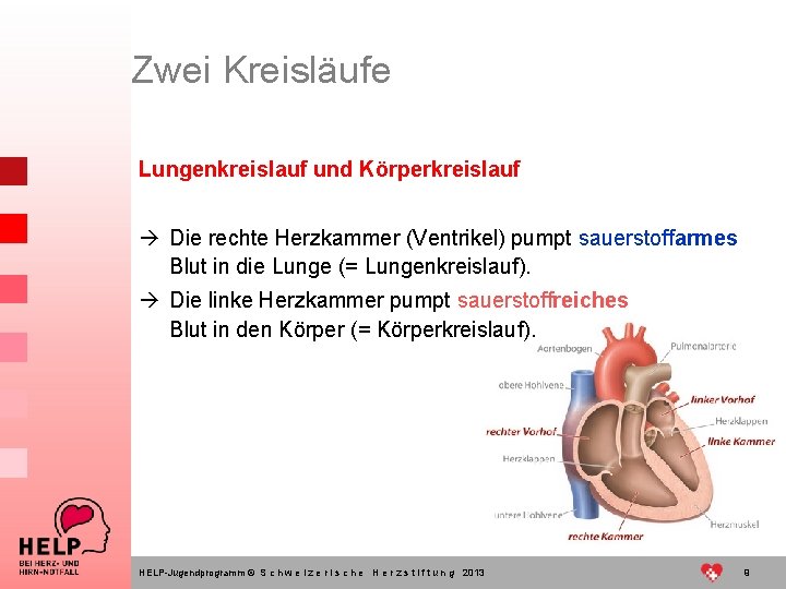 Zwei Kreisläufe Lungenkreislauf und Körperkreislauf à Die rechte Herzkammer (Ventrikel) pumpt sauerstoffarmes Blut in