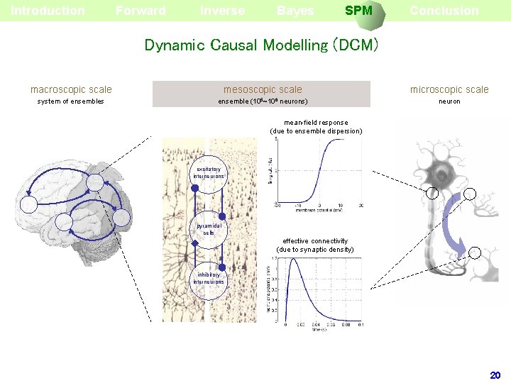 Introduction Forward Inverse Bayes SPM Conclusion Dynamic Causal Modelling (DCM) macroscopic scale mesoscopic scale