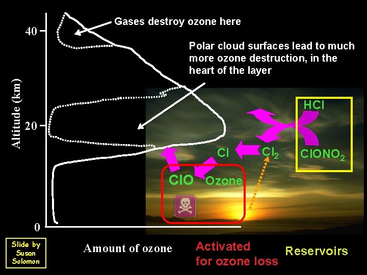 40 Gases destroy ozone here Altitude (km) Polar cloud surfaces lead to much more