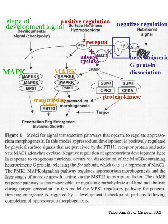 positive regulation negative regulation stage of development signal receptor + adenyl cyclase MAPK transcription