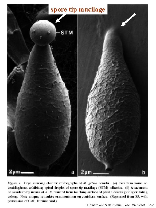 spore tip mucilage Howard and Valent Annu. Rev. Microbiol. 1996 