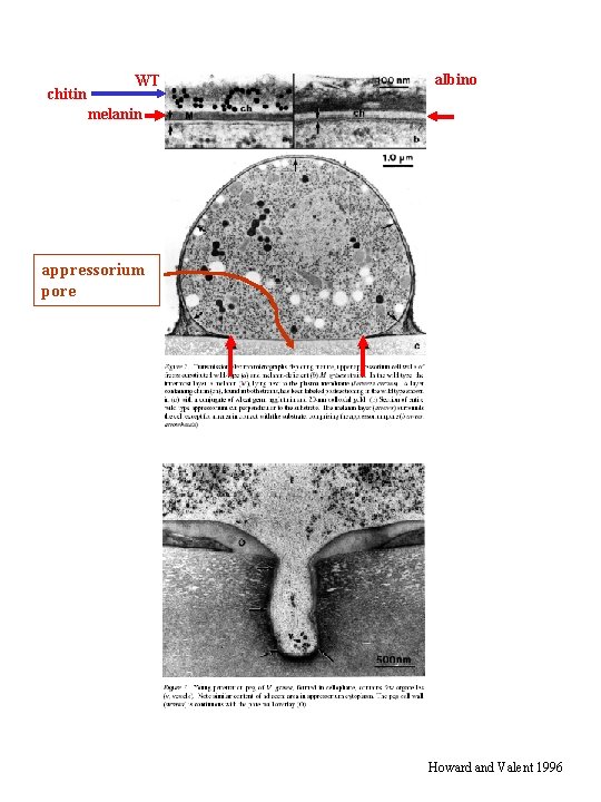 chitin WT albino melanin appressorium pore Howard and Valent 1996 