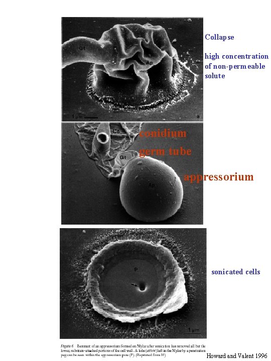 Collapse high concentration of non-permeable solute conidium germ tube appressorium sonicated cells Howard and