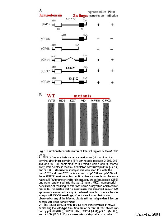 homeodomain WT Zn finger mutants Park et al 2004 