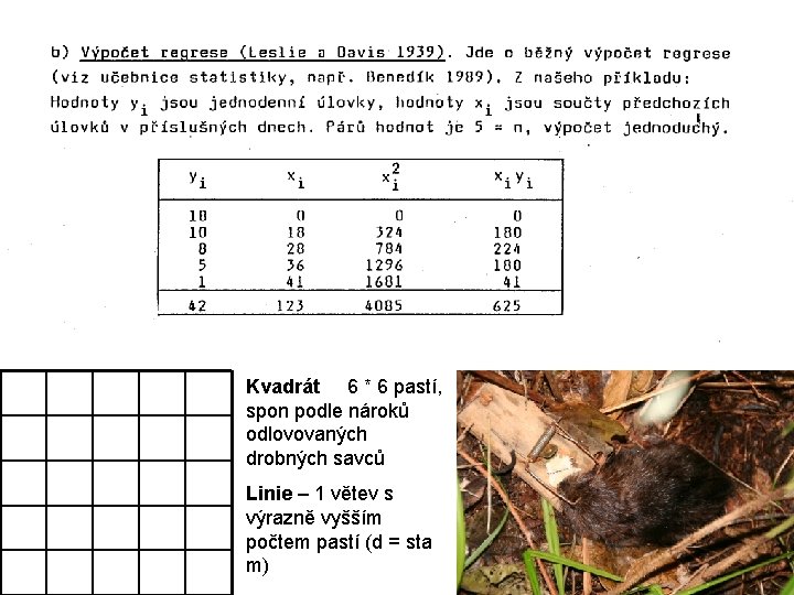 Kvadrát 6 * 6 pastí, spon podle nároků odlovovaných drobných savců Linie – 1