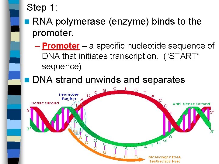 Step 1: n RNA polymerase (enzyme) binds to the promoter. – Promoter – a
