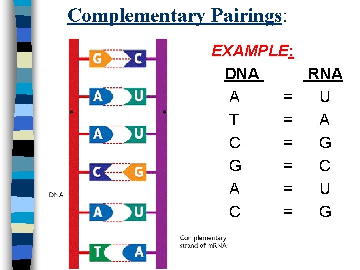Complementary Pairings: EXAMPLE: DNA RNA A = U T = A C = G