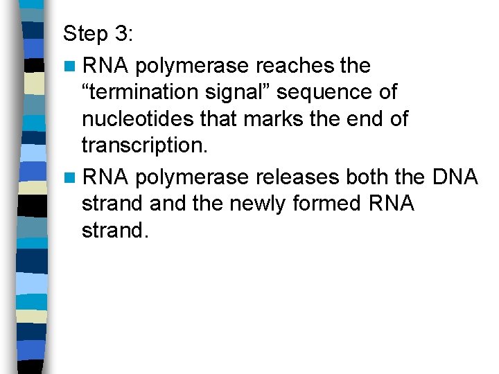 Step 3: n RNA polymerase reaches the “termination signal” sequence of nucleotides that marks