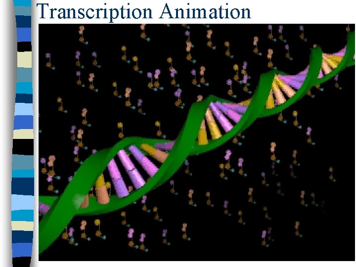 Transcription Animation 
