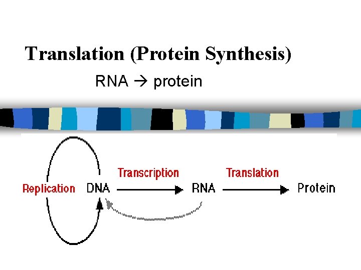 Translation (Protein Synthesis) RNA protein 