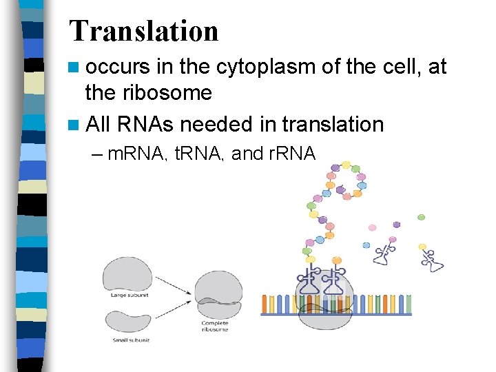 Translation n occurs in the cytoplasm of the cell, at the ribosome n All