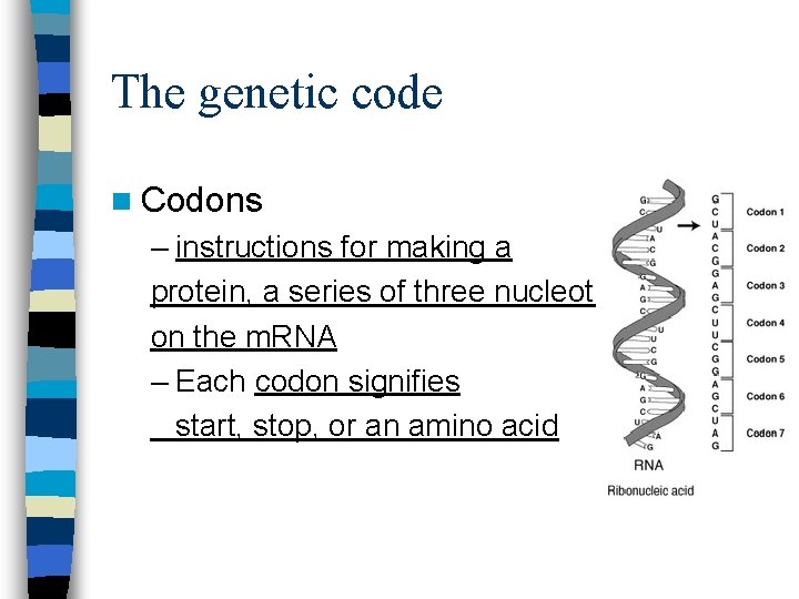 The genetic code n Codons – instructions for making a protein, a series of