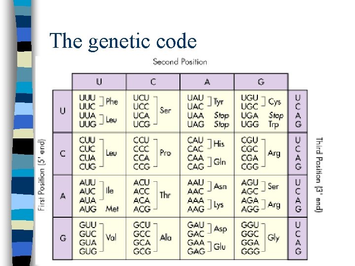 The genetic code 