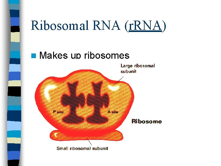 Ribosomal RNA (r. RNA) n Makes up ribosomes 
