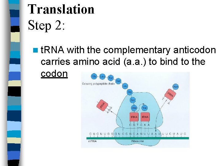 Translation Step 2: n t. RNA with the complementary anticodon carries amino acid (a.