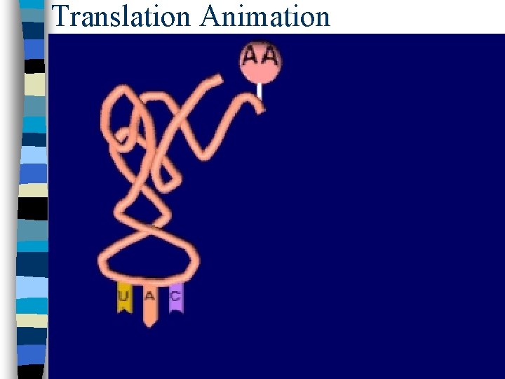 Translation Animation 