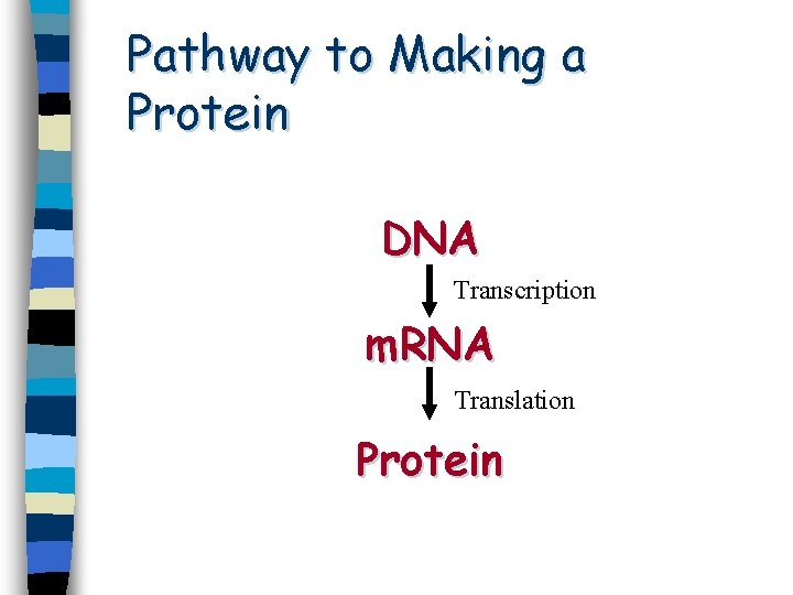 Pathway to Making a Protein DNA Transcription m. RNA Translation Protein 