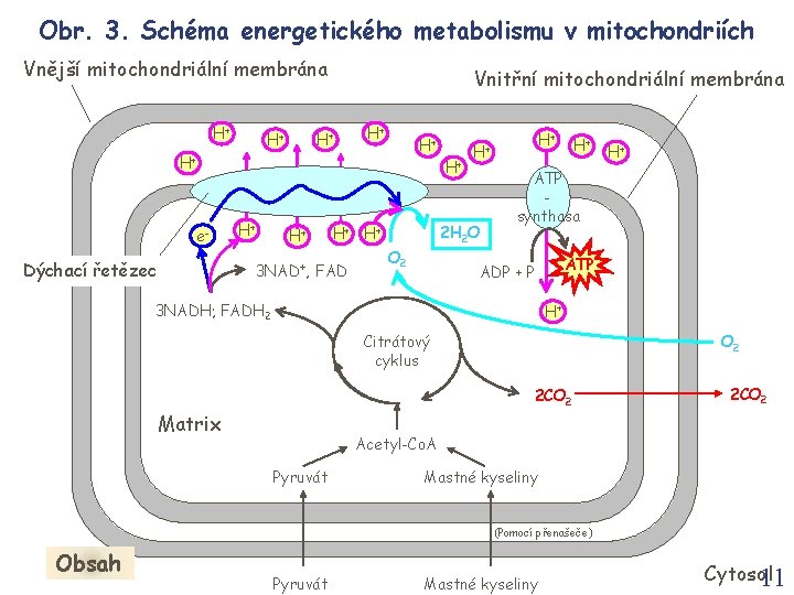 Obr. 3. Schéma energetického metabolismu v mitochondriích Vnější mitochondriální membrána H+ Vnitřní mitochondriální membrána