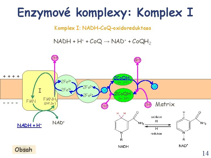 Enzymové komplexy: Komplex I: NADH-Co. Q-oxidoreduktasa NADH + H+ + Co. Q → NAD+
