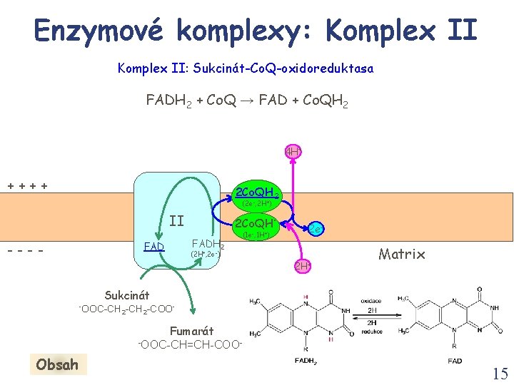 Enzymové komplexy: Komplex II: Sukcinát-Co. Q-oxidoreduktasa FADH 2 + Co. Q → FAD +