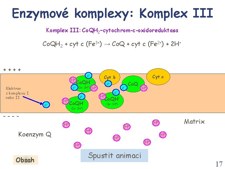 Enzymové komplexy: Komplex III: Co. QH 2–cytochrom-c-oxidoreduktasa Co. QH 2 + cyt c (Fe