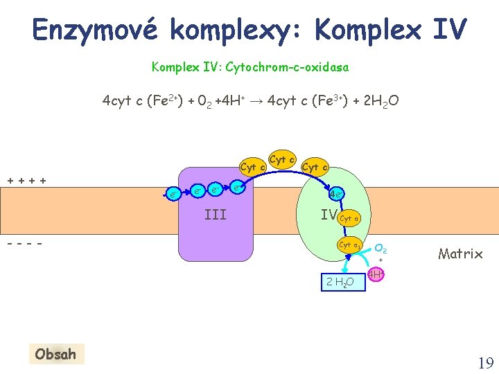 Enzymové komplexy: Komplex IV: Cytochrom-c-oxidasa 4 cyt c (Fe 2+) + 02 +4 H+