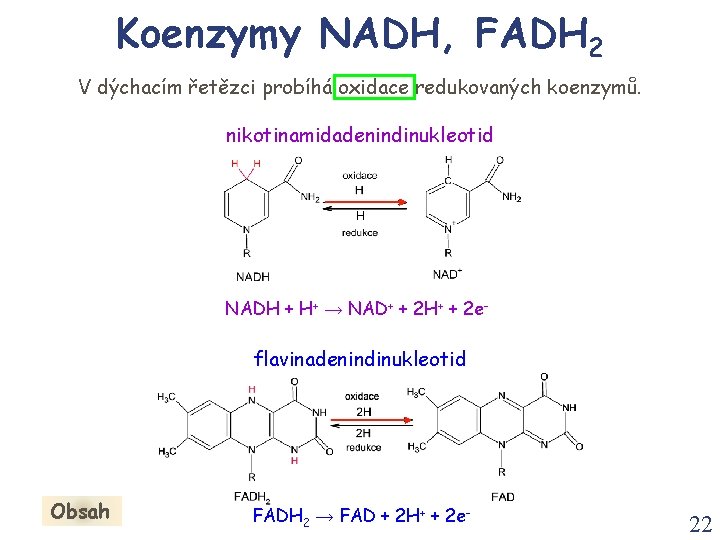 Koenzymy NADH, FADH 2 V dýchacím řetězci probíhá oxidace redukovaných koenzymů. nikotinamidadenindinukleotid NADH +