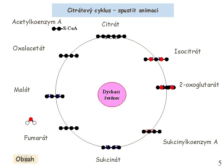 Citrátový cyklus – spustit animaci Acetylkoenzym A S-Co. A Citrát S-Co. A Oxalacetát Isocitrát