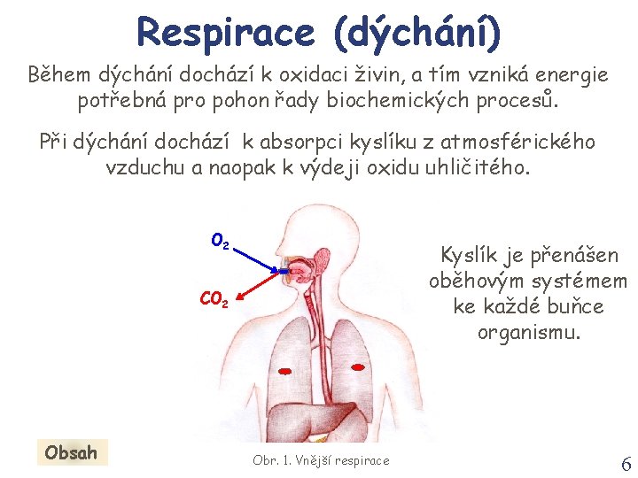 Respirace (dýchání) Během dýchání dochází k oxidaci živin, a tím vzniká energie potřebná pro