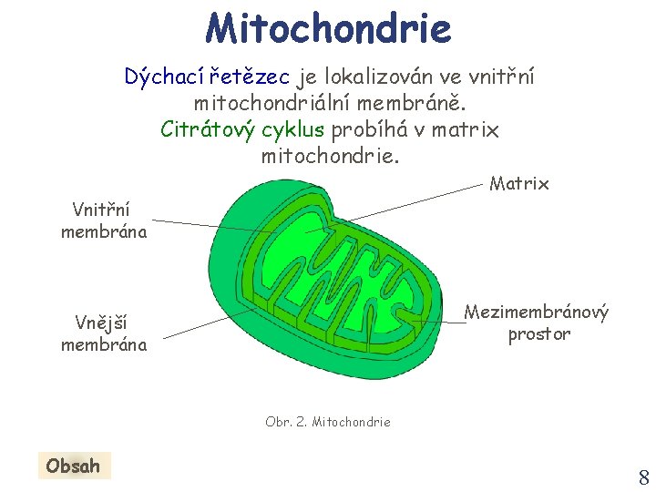 Mitochondrie Dýchací řetězec je lokalizován ve vnitřní mitochondriální membráně. Citrátový cyklus probíhá v matrix