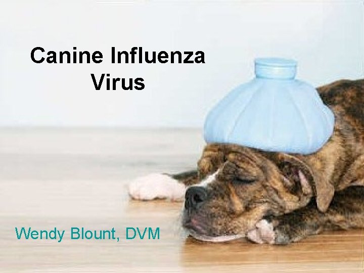 Canine Influenza Virus Wendy Blount, DVM 