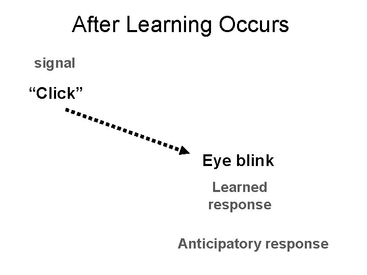 After Learning Occurs signal “Click” Eye blink Learned response Anticipatory response 