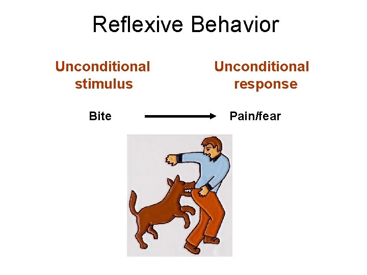 Reflexive Behavior Unconditional stimulus Bite Unconditional response Pain/fear 