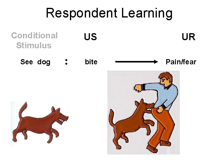 Respondent Learning Conditional Stimulus See dog : US UR bite Pain/fear 