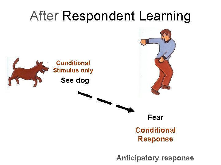 After Respondent Learning Conditional Stimulus only See dog Fear Conditional Response Anticipatory response 