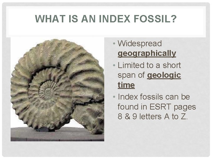 WHAT IS AN INDEX FOSSIL? • Widespread geographically • Limited to a short span