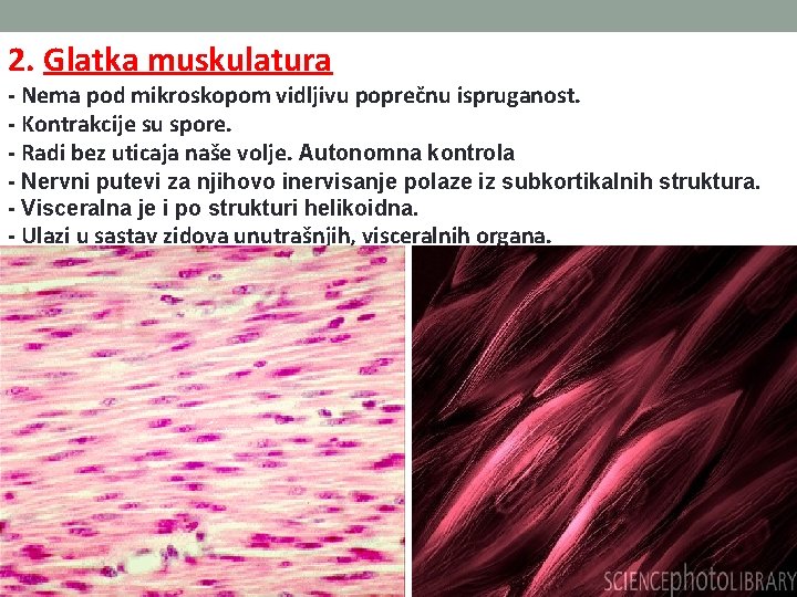 2. Glatka muskulatura - Nema pod mikroskopom vidljivu poprečnu ispruganost. - Kontrakcije su spore.